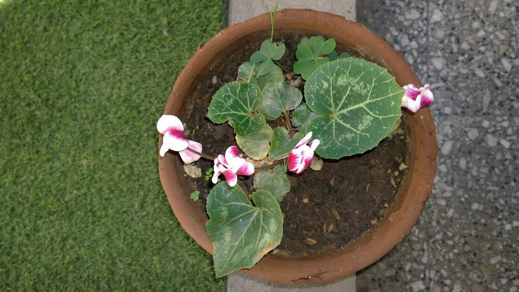 Bed & Breakfast Blumen Haus Santiago Dış mekan fotoğraf